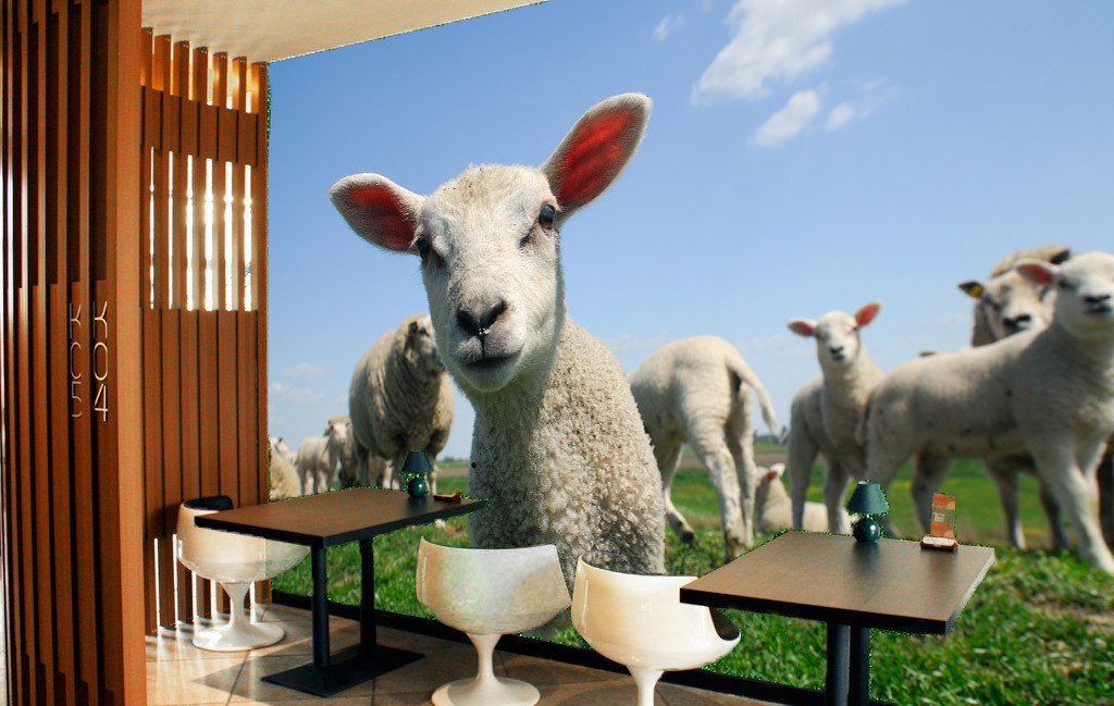 Cute Sheep Wallpaper AJ Wallpaper