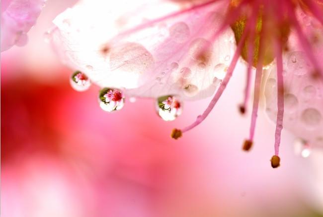 Lovely Flower Wallpaper AJ Wallpaper