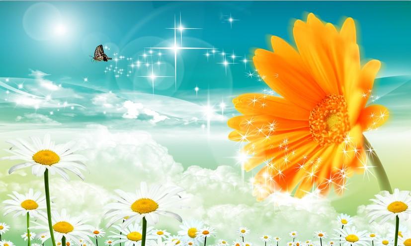 Beautiful Chrysanthemums Wallpaper AJ Wallpaper