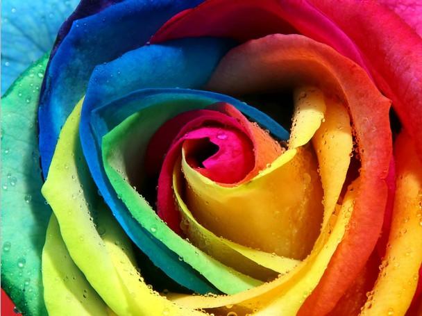 Colorful Petals Wallpaper AJ Wallpaper