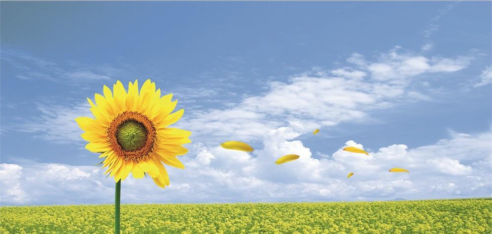 Bloooming Sunflower Wallpaper AJ Wallpaper