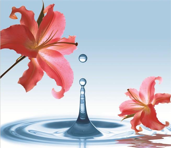 Azaleas Wallpaper AJ Wallpaper