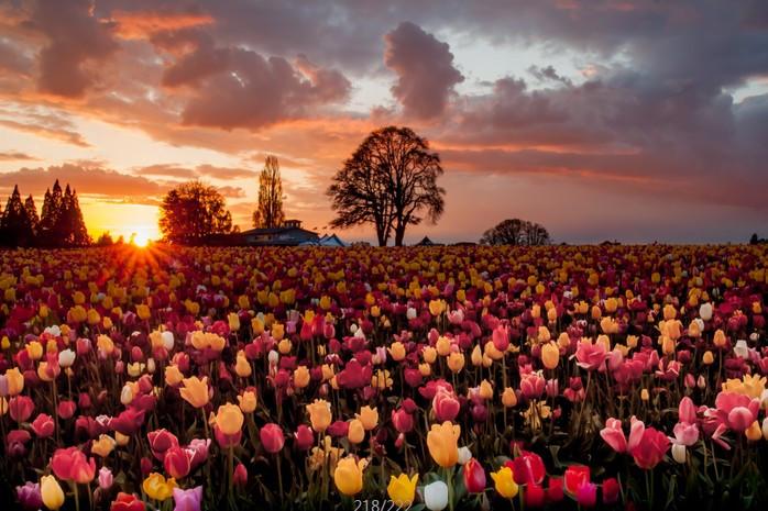 Beautiful Tulips Fields Wallpaper AJ Wallpaper