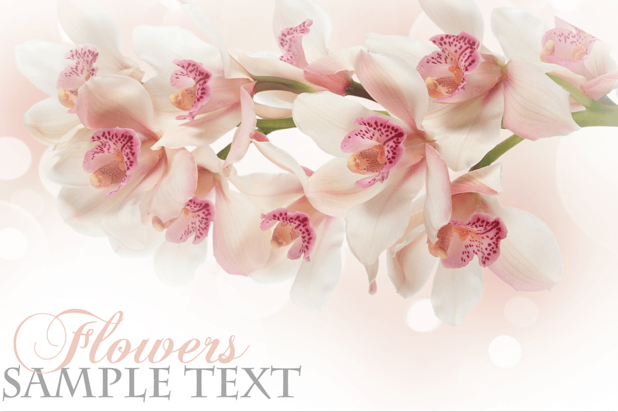 Flowers 1 Wallpaper AJ Wallpaper