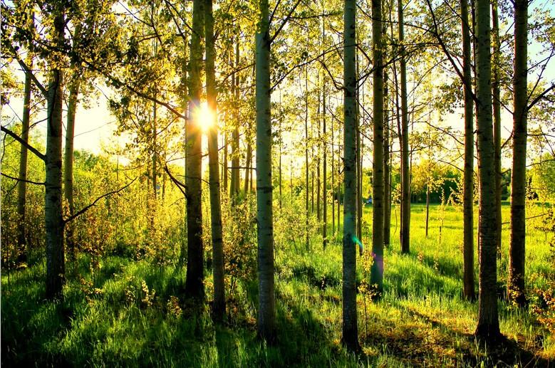 Straight Trees 1 Wallpaper AJ Wallpaper