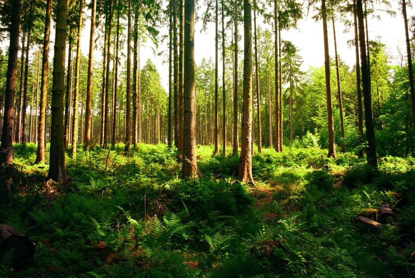 Brushwood Wallpaper AJ Wallpaper