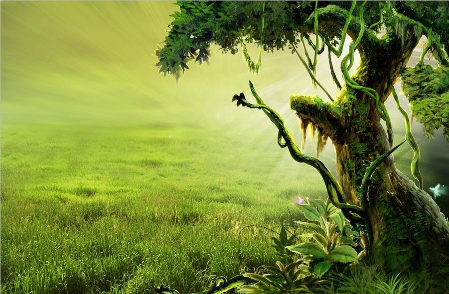 Field Scenery Wallpaper AJ Wallpaper