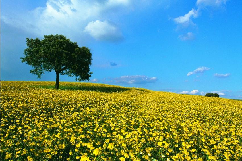 Yellow Camomile Fields Wallpaper AJ Wallpaper