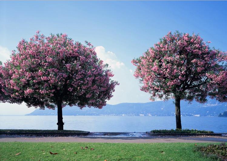 Blooming Trees 1 Wallpaper AJ Wallpaper