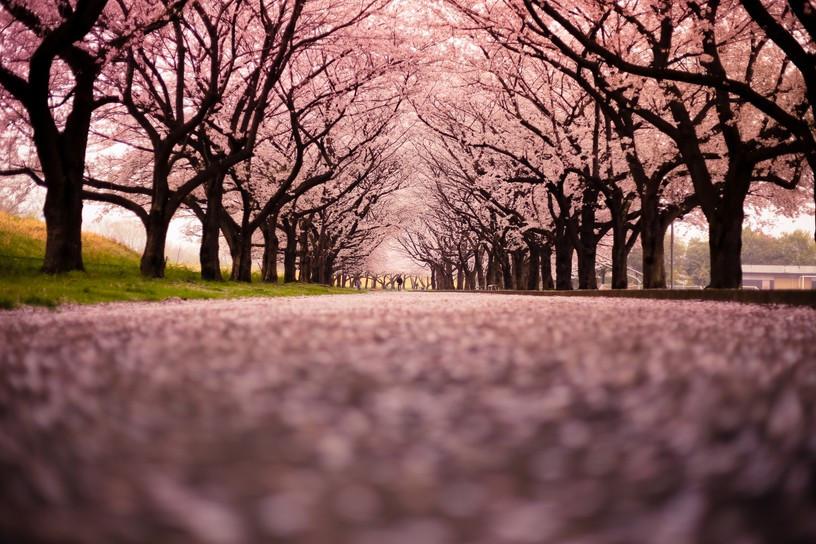 Blooming Cherry Trees Wallpaper AJ Wallpaper