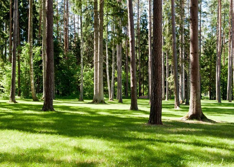 Grassland 1 Wallpaper AJ Wallpaper