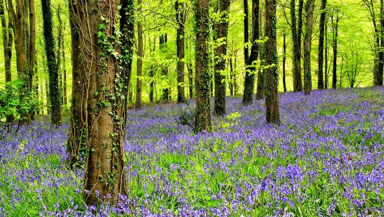 Purple Flowers 1 Wallpaper AJ Wallpaper