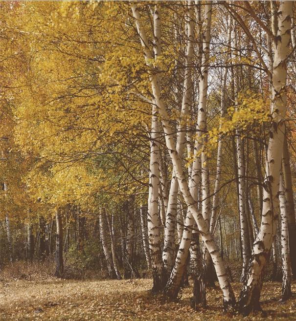 White Birch Forest Wallpaper AJ Wallpaper