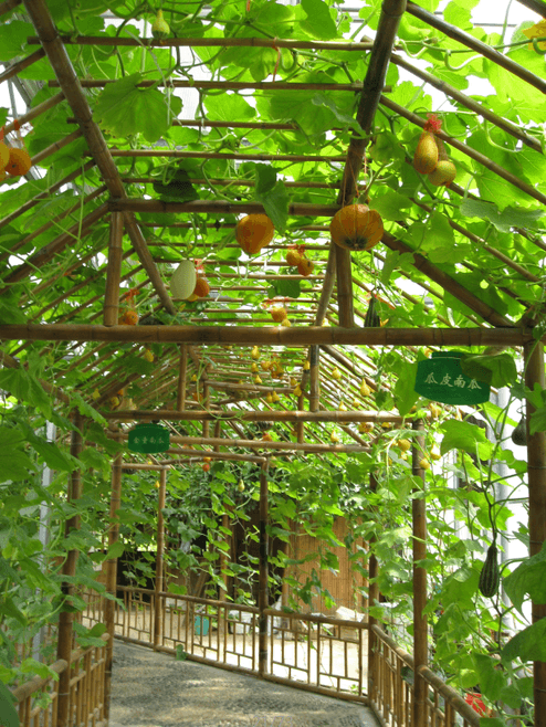 Pumpkin Garden Wallpaper AJ Wallpaper