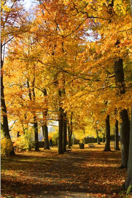 Yellow Leaves Wallpaper AJ Wallpaper