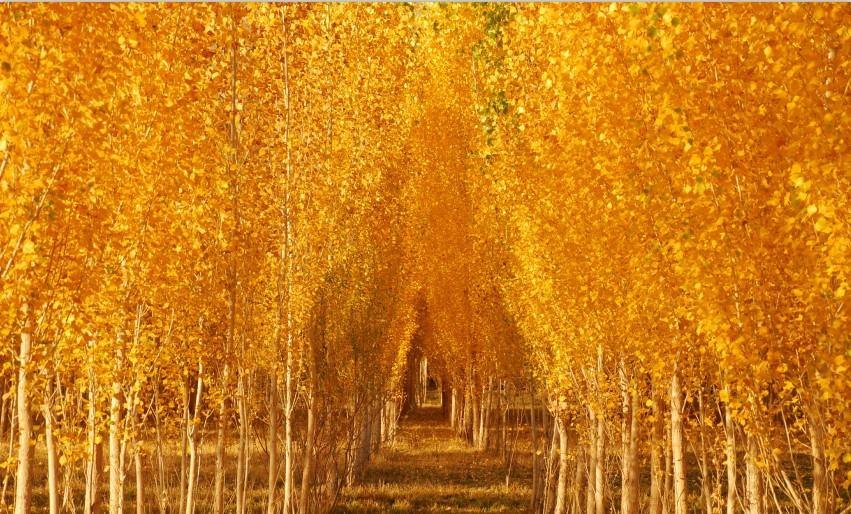 White Birch Forest 1 Wallpaper AJ Wallpaper