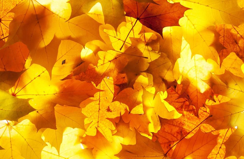 Golden Leaves Wallpaper AJ Wallpaper