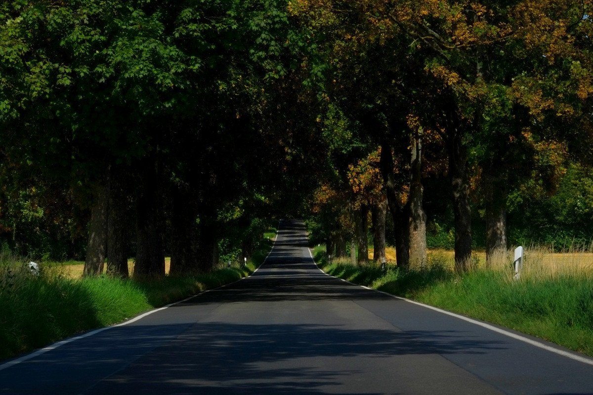 3D Road Lush Trees 194 Garage Door Mural Wallpaper AJ Wallpaper