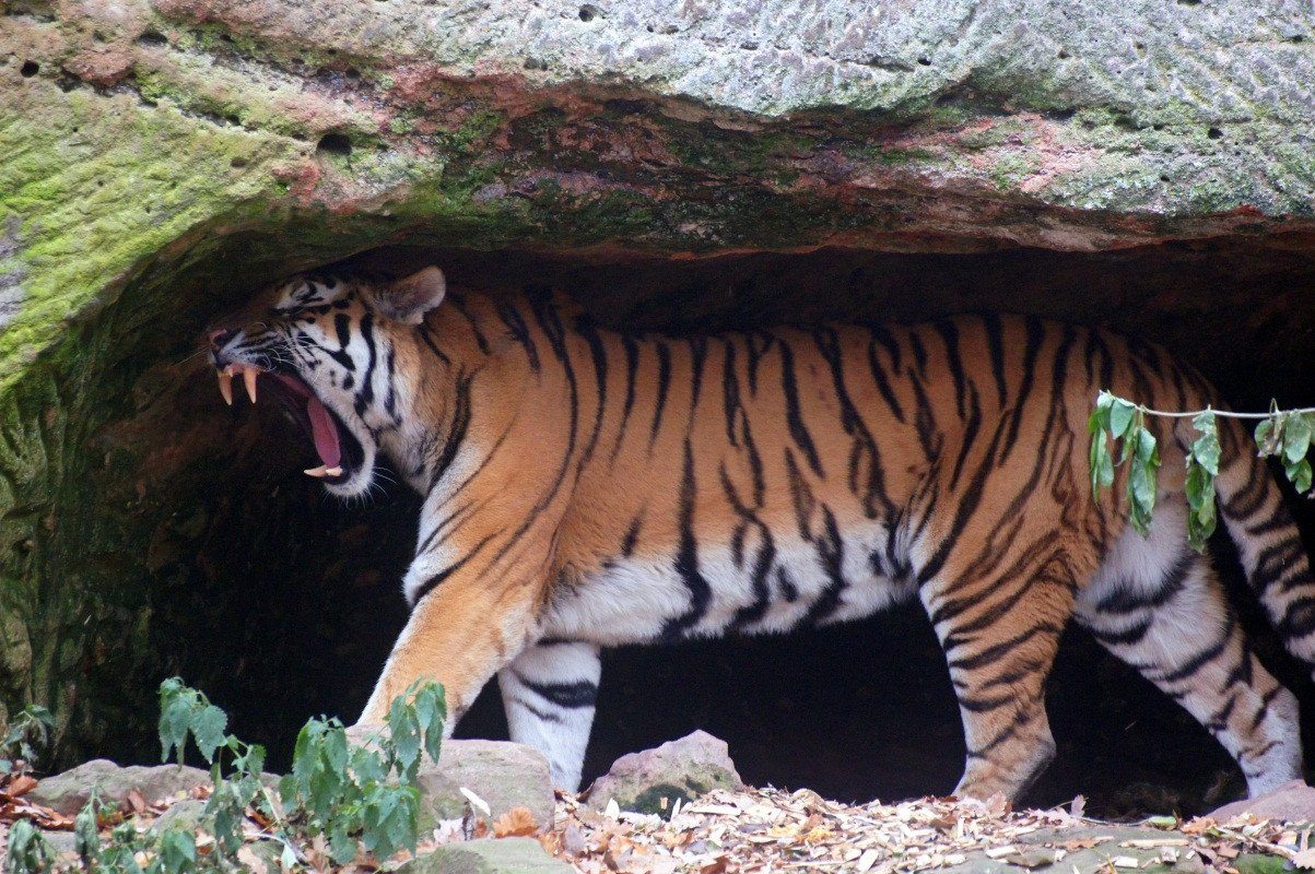 3D Tiger Cave 186 Garage Door Mural Wallpaper AJ Wallpaper