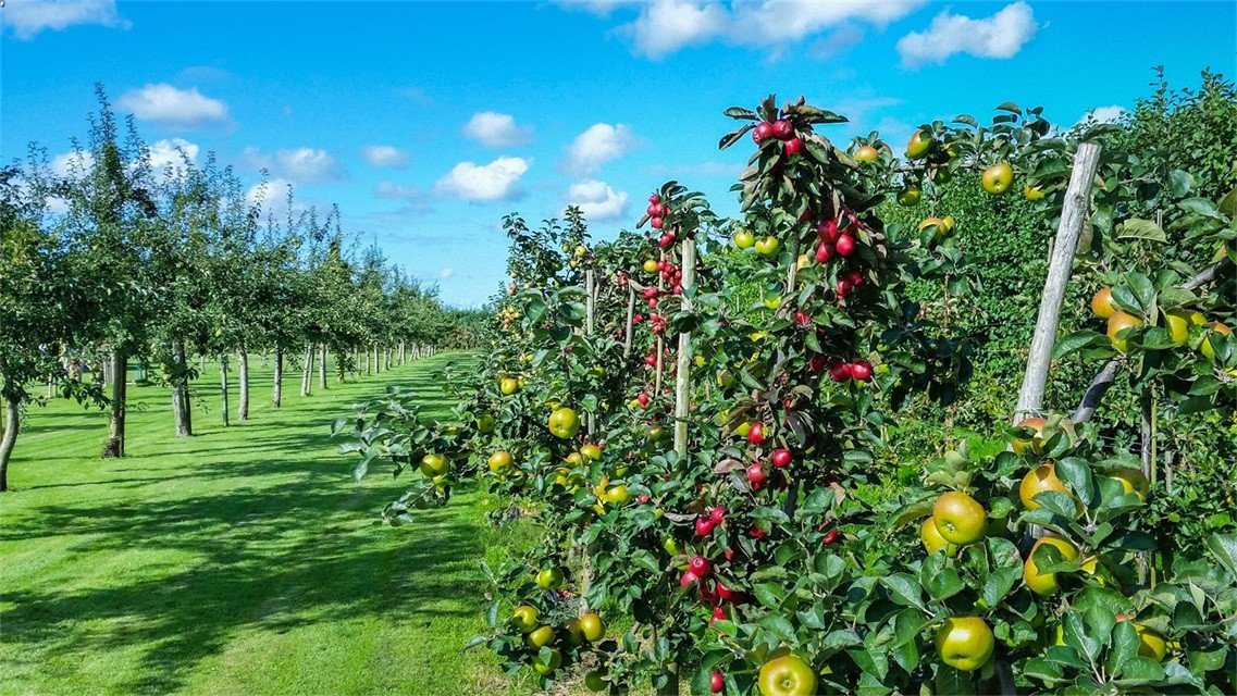 3D Fruit Trees 185 Garage Door Mural Wallpaper AJ Wallpaper