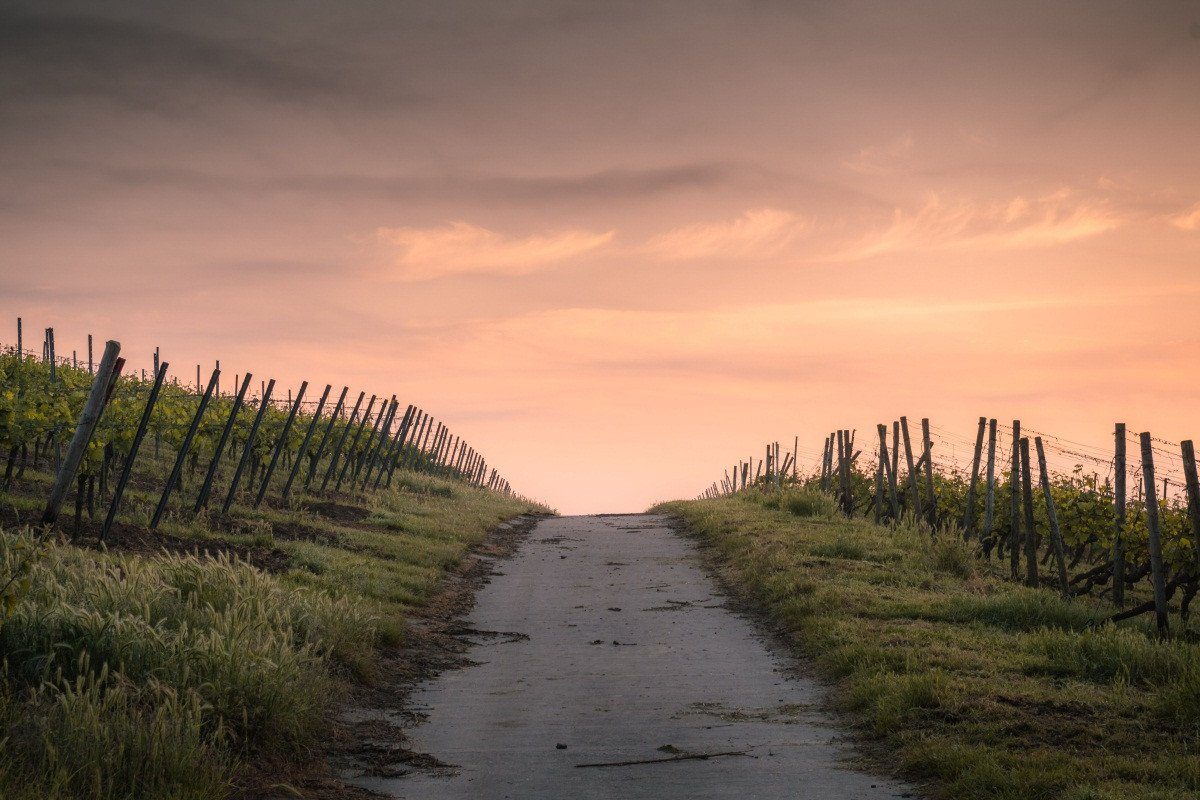 3D Vineyard Road Sunset 175 Garage Door Mural Wallpaper AJ Wallpaper