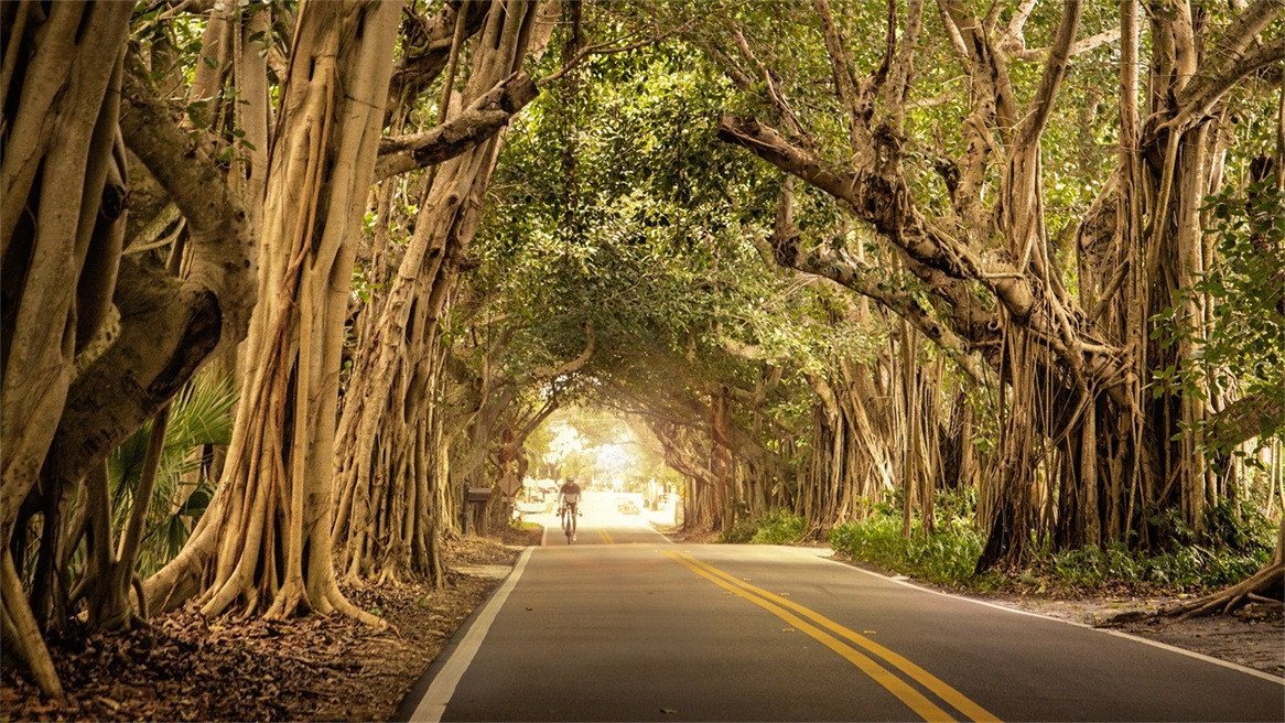 3D Roadside Magic Trees 153 Garage Door Mural Wallpaper AJ Wallpaper
