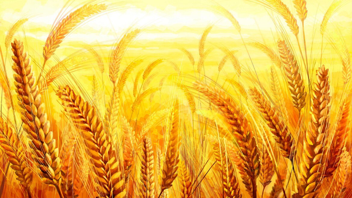 Golden Wheat Field Wallpaper AJ Wallpaper