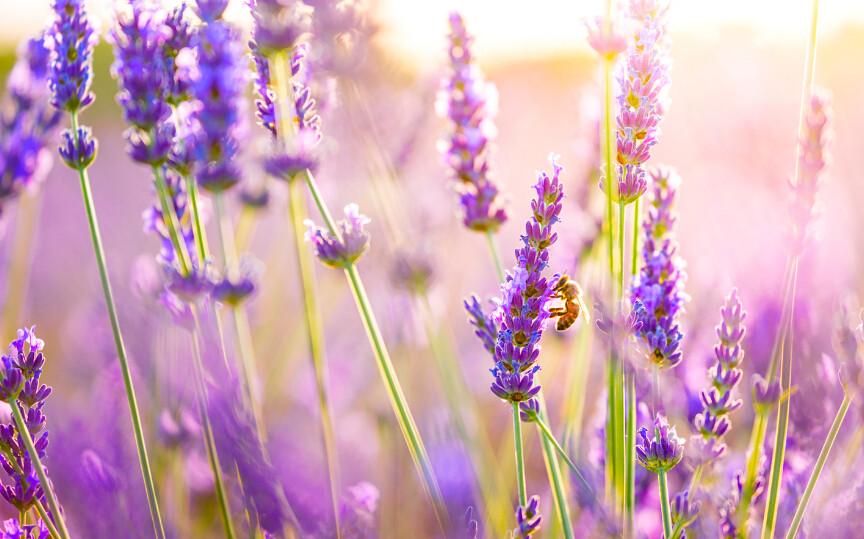 Sunshine Flower Field Wallpaper AJ Wallpaper 2