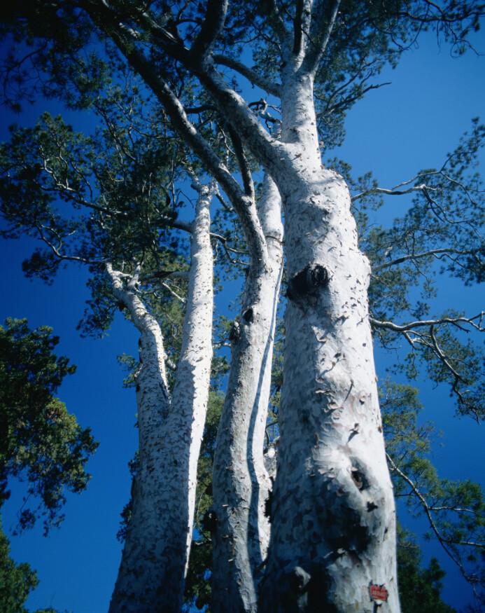 White Bark Tree Wallpaper AJ Wallpaper