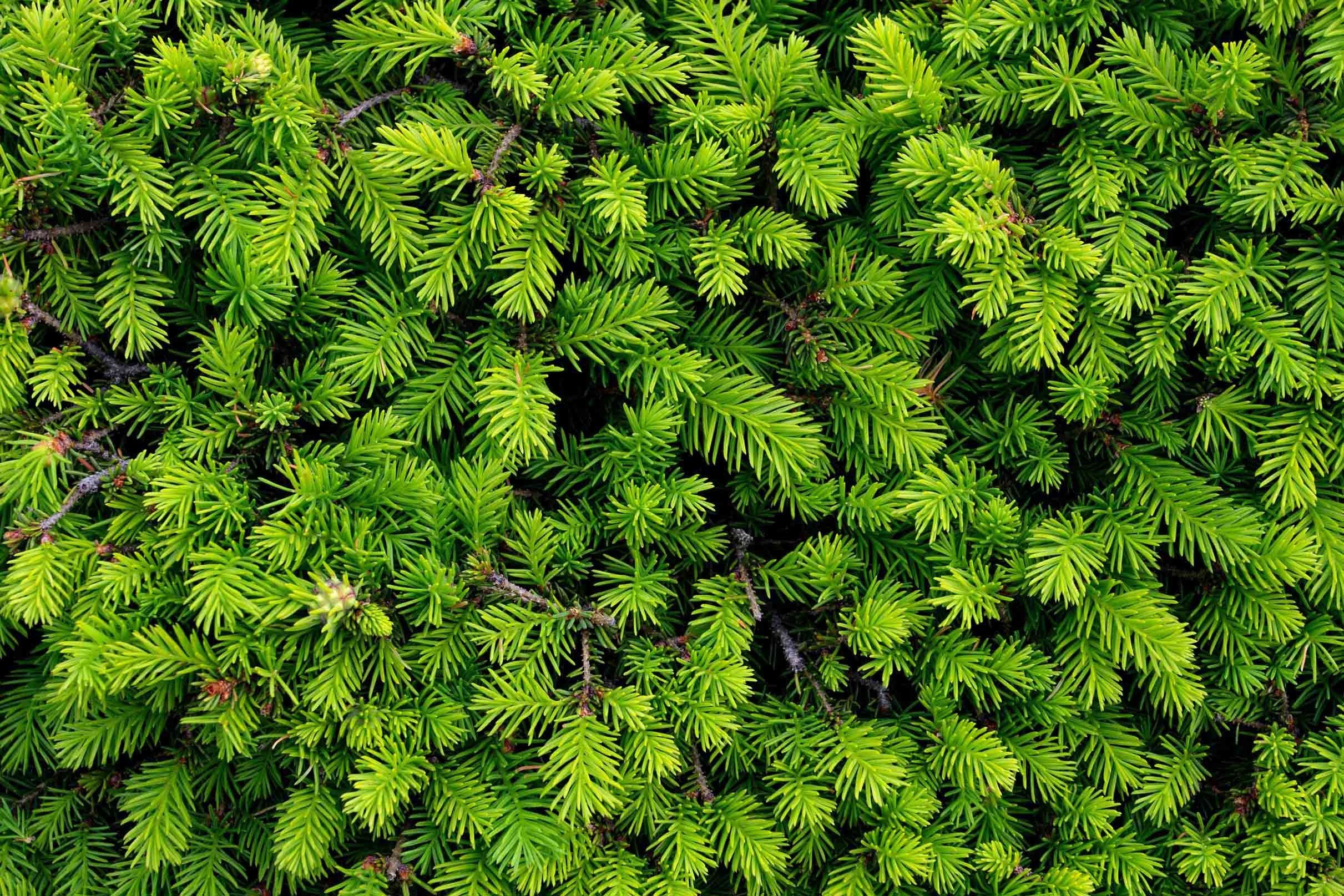 3D Coniferous Trees Kitchen Mat Floor Mural Wallpaper AJ Wallpaper