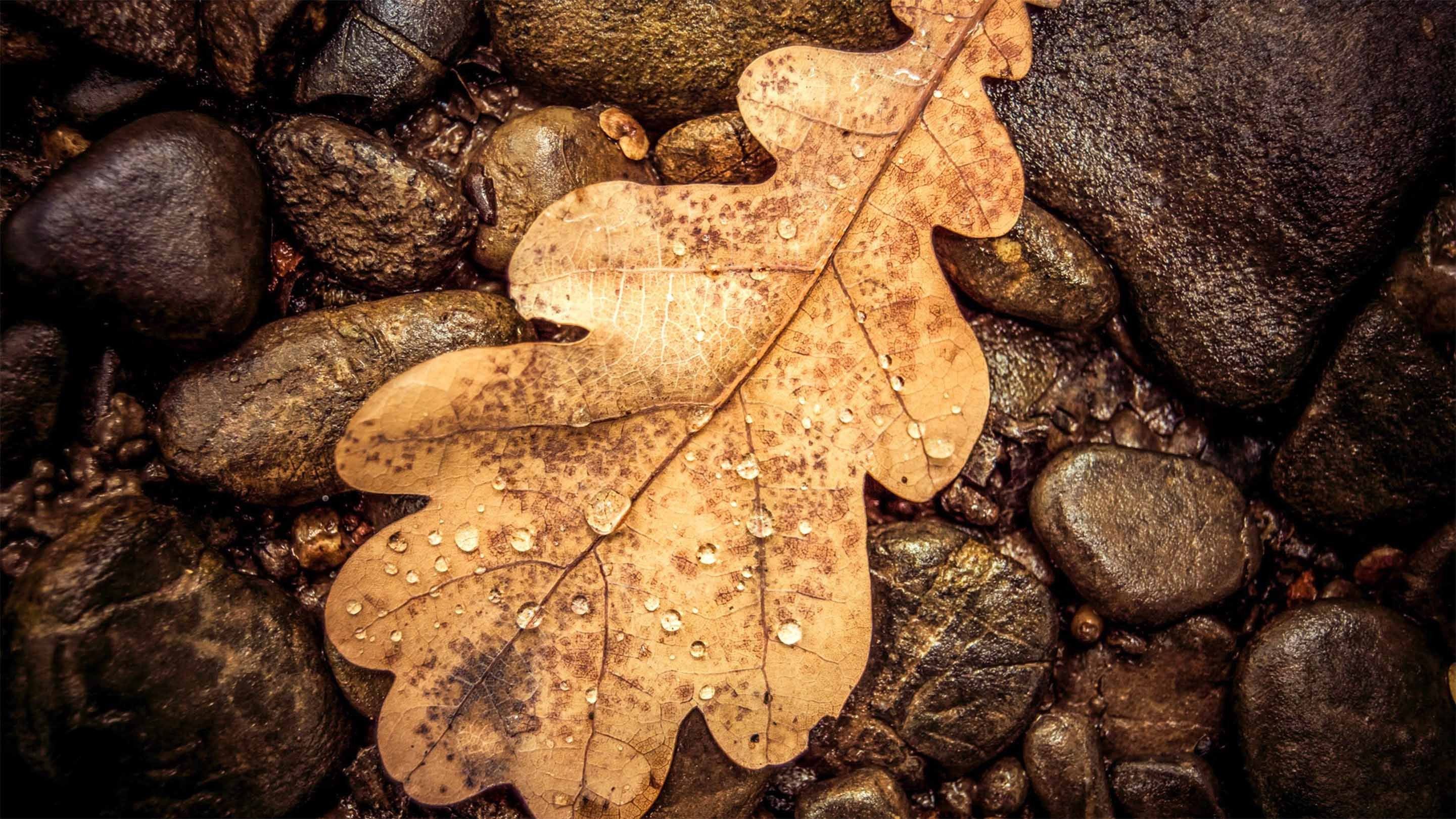 3D Stones And Leaf Kitchen Mat Floor Mural Wallpaper AJ Wallpaper