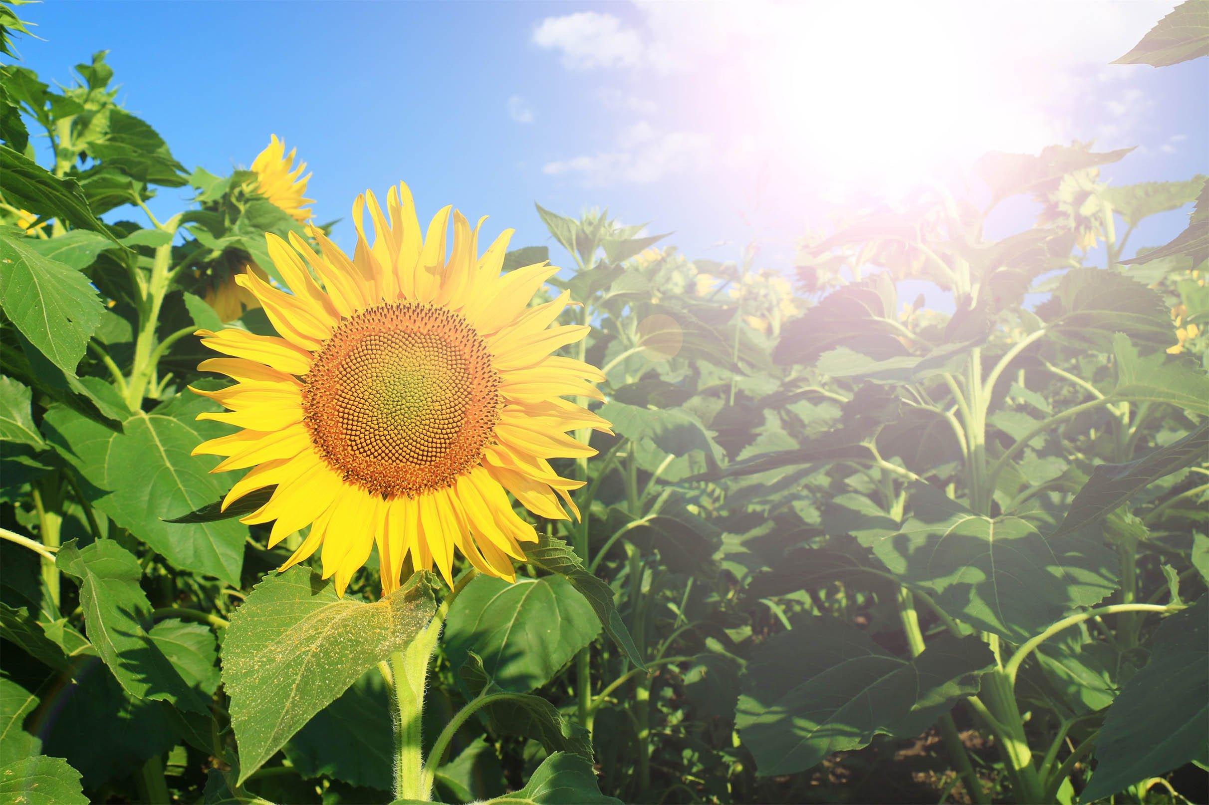 3D Lush Sunflowers 121 Kitchen Mat Floor Mural Wallpaper AJ Wallpaper
