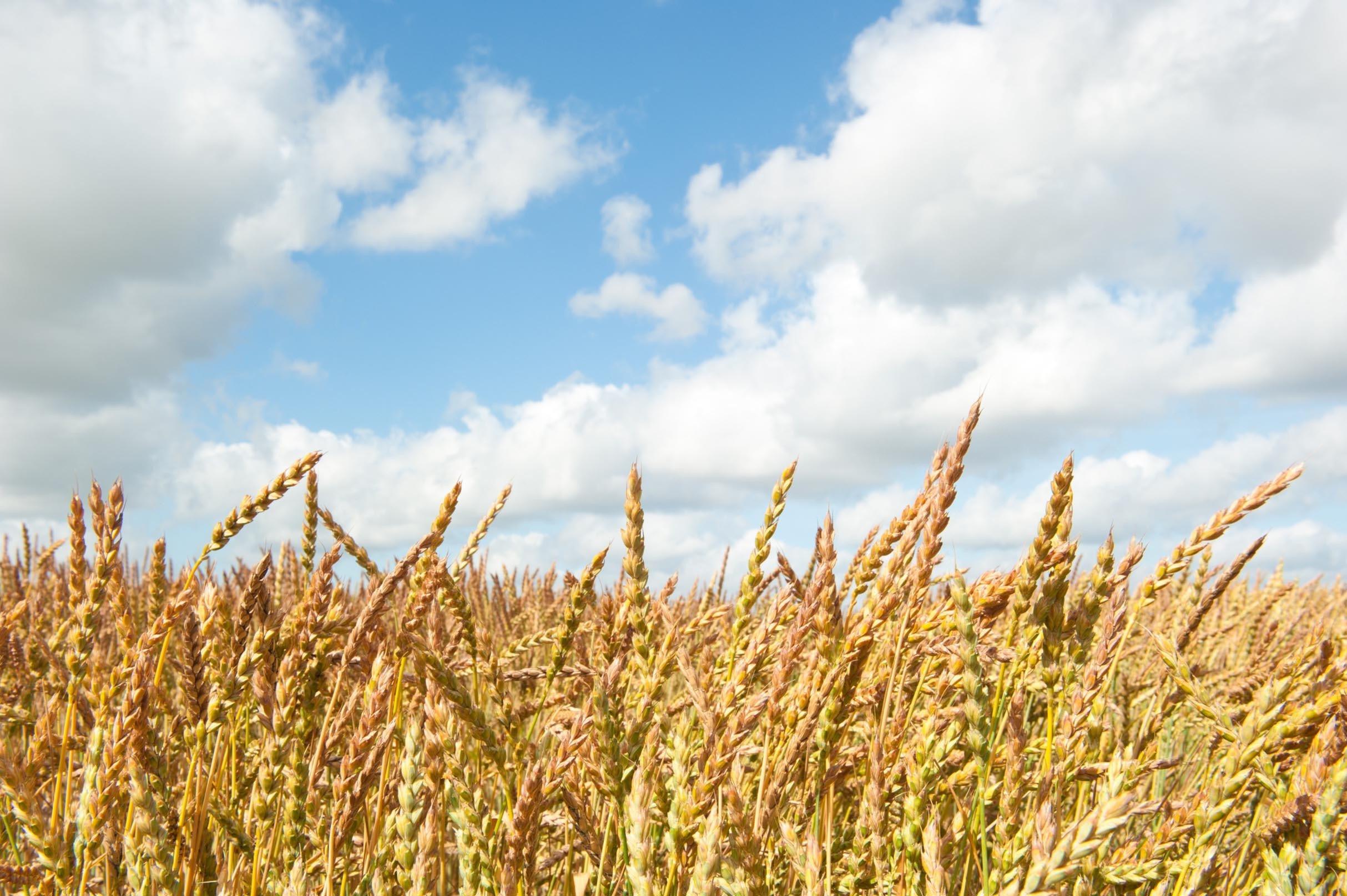 3D Sorghum Field 095 Kitchen Mat Floor Mural Wallpaper AJ Wallpaper