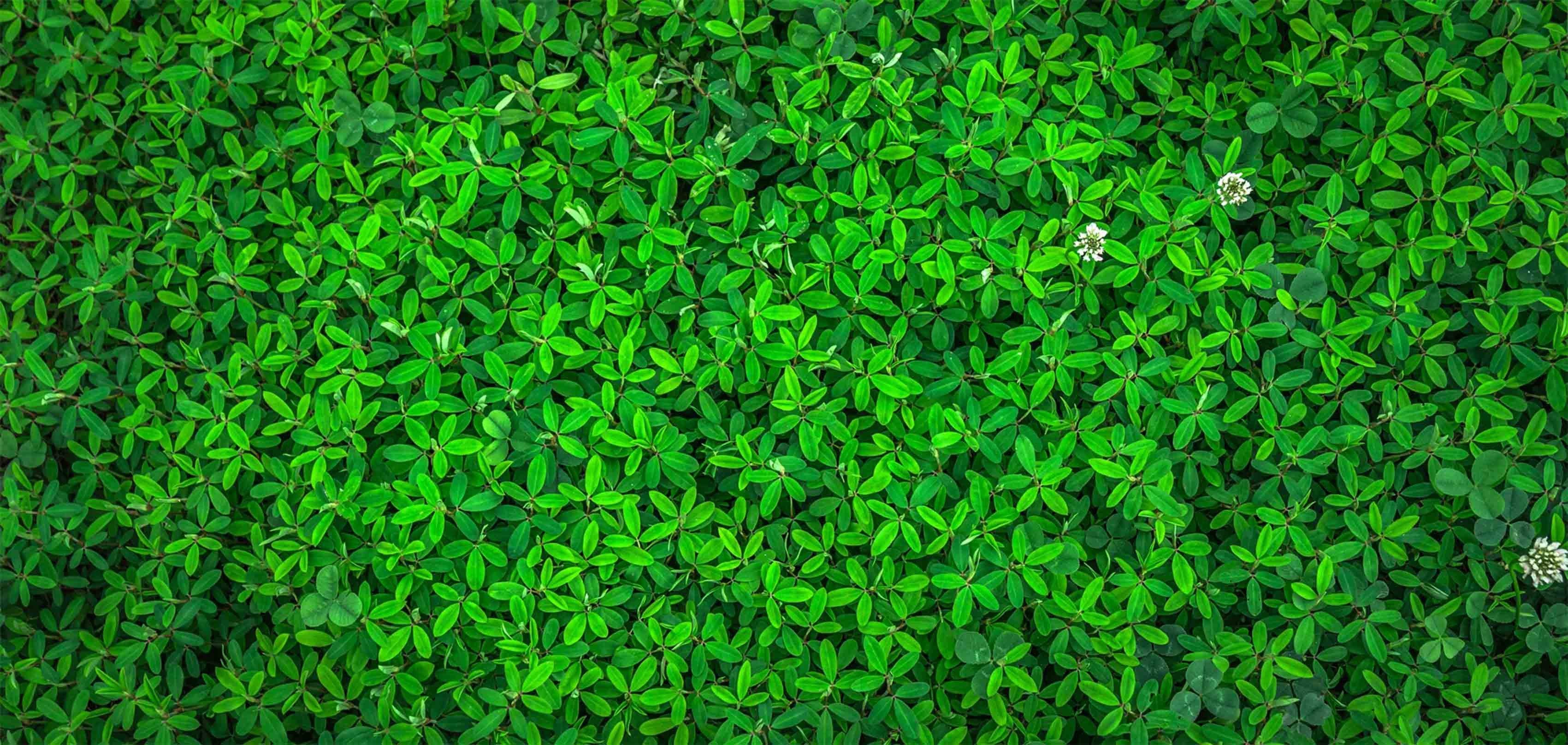 3D Beautiful Green Plants 572 Kitchen Mat Floor Mural Wallpaper AJ Wallpaper