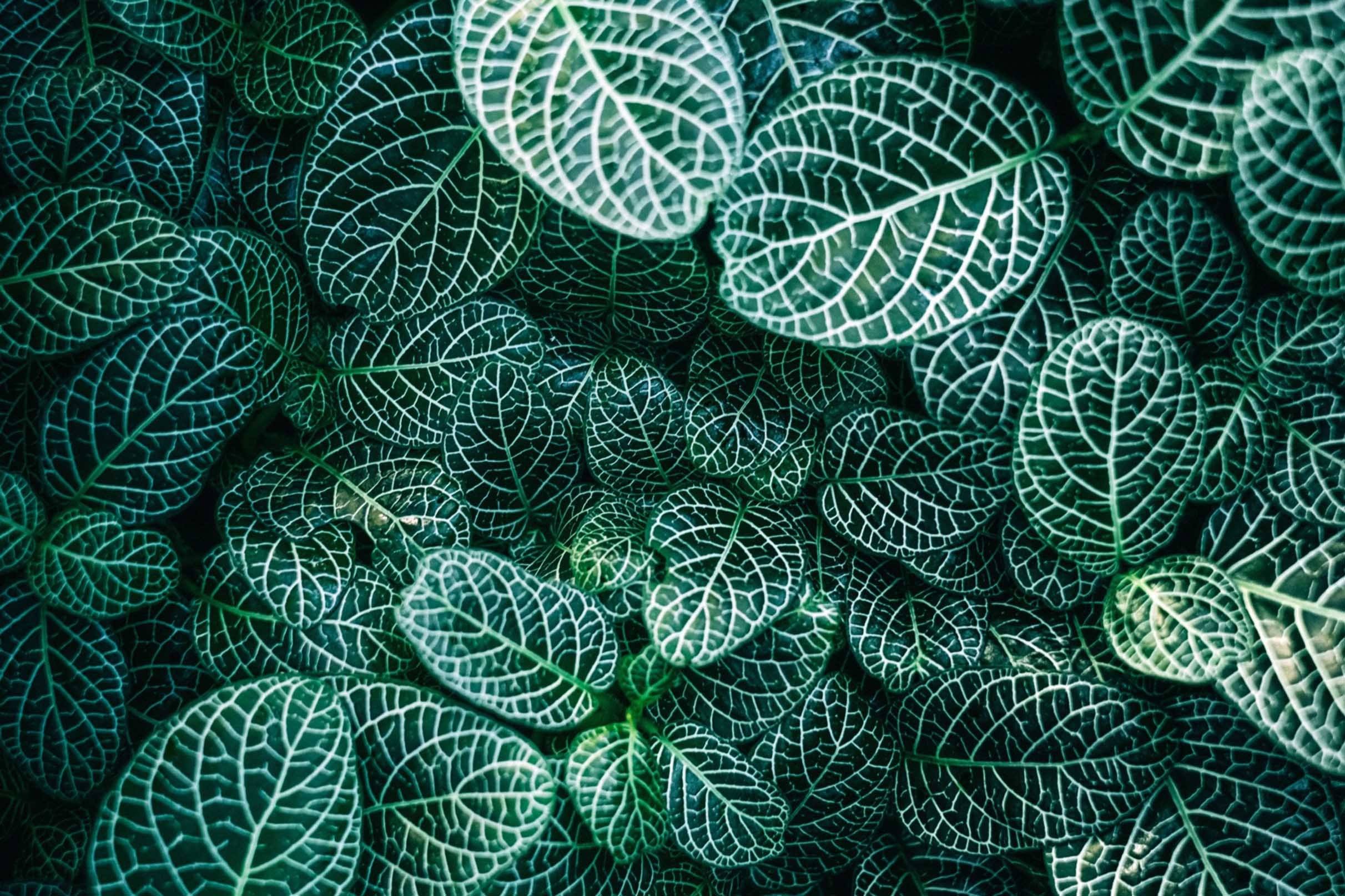 3D Pretty Green Plants 582 Kitchen Mat Floor Mural Wallpaper AJ Wallpaper