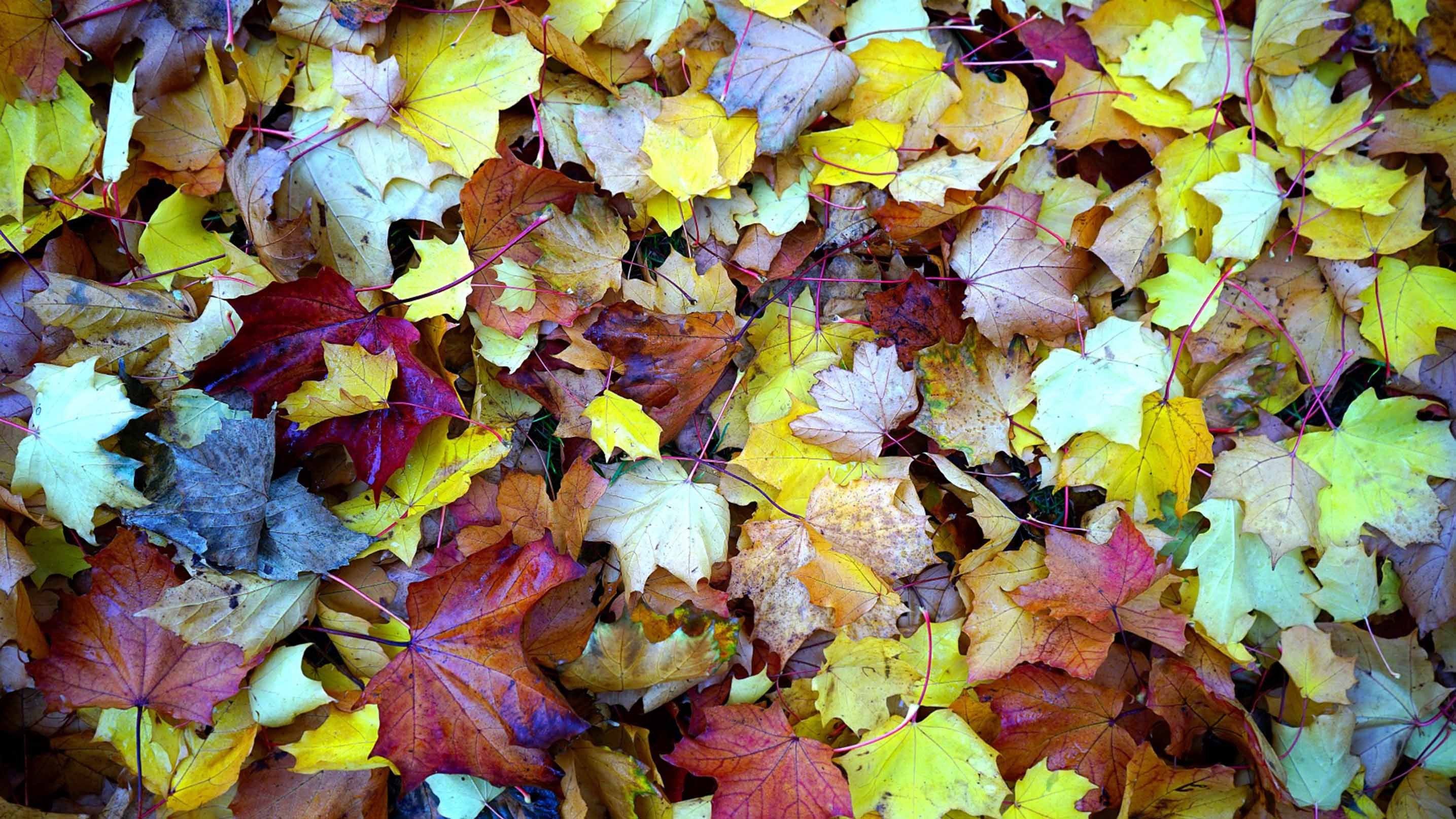 3D Fallen Leaves 569 Kitchen Mat Floor Mural Wallpaper AJ Wallpaper