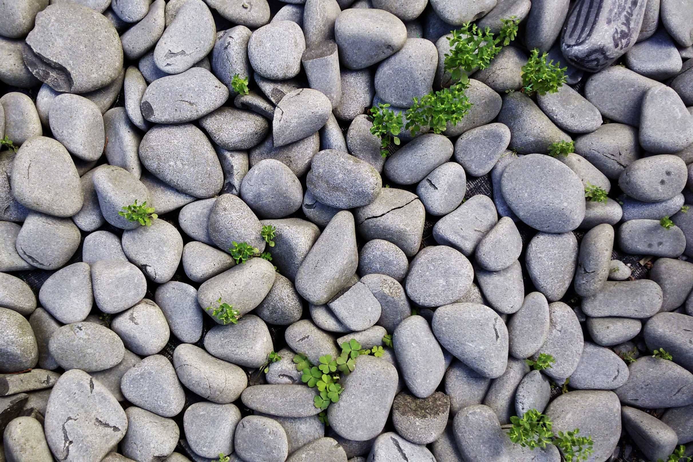 3D Stones Weeds 576 Kitchen Mat Floor Mural Wallpaper AJ Wallpaper