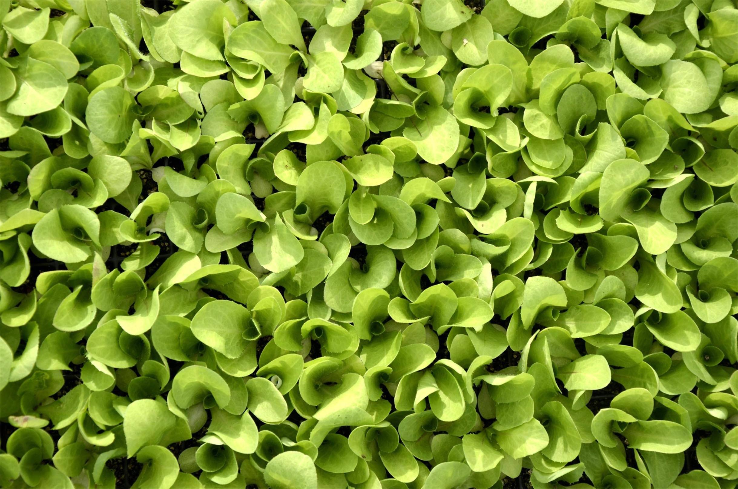 3D Green Vegetables 557 Kitchen Mat Floor Mural Wallpaper AJ Wallpaper