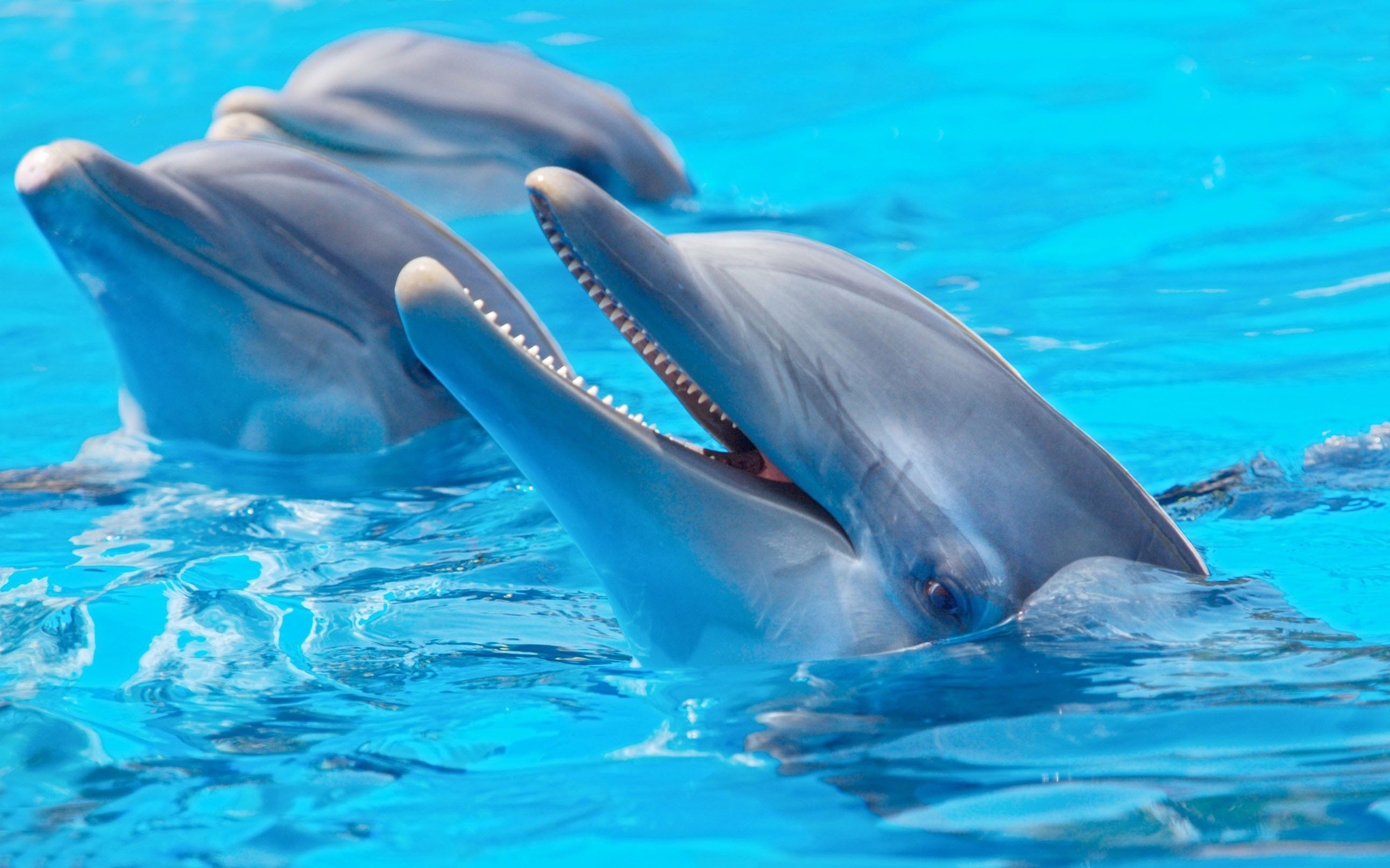 3D Smiling Dolphins Kitchen Mat Floor Mural Wallpaper AJ Wallpaper