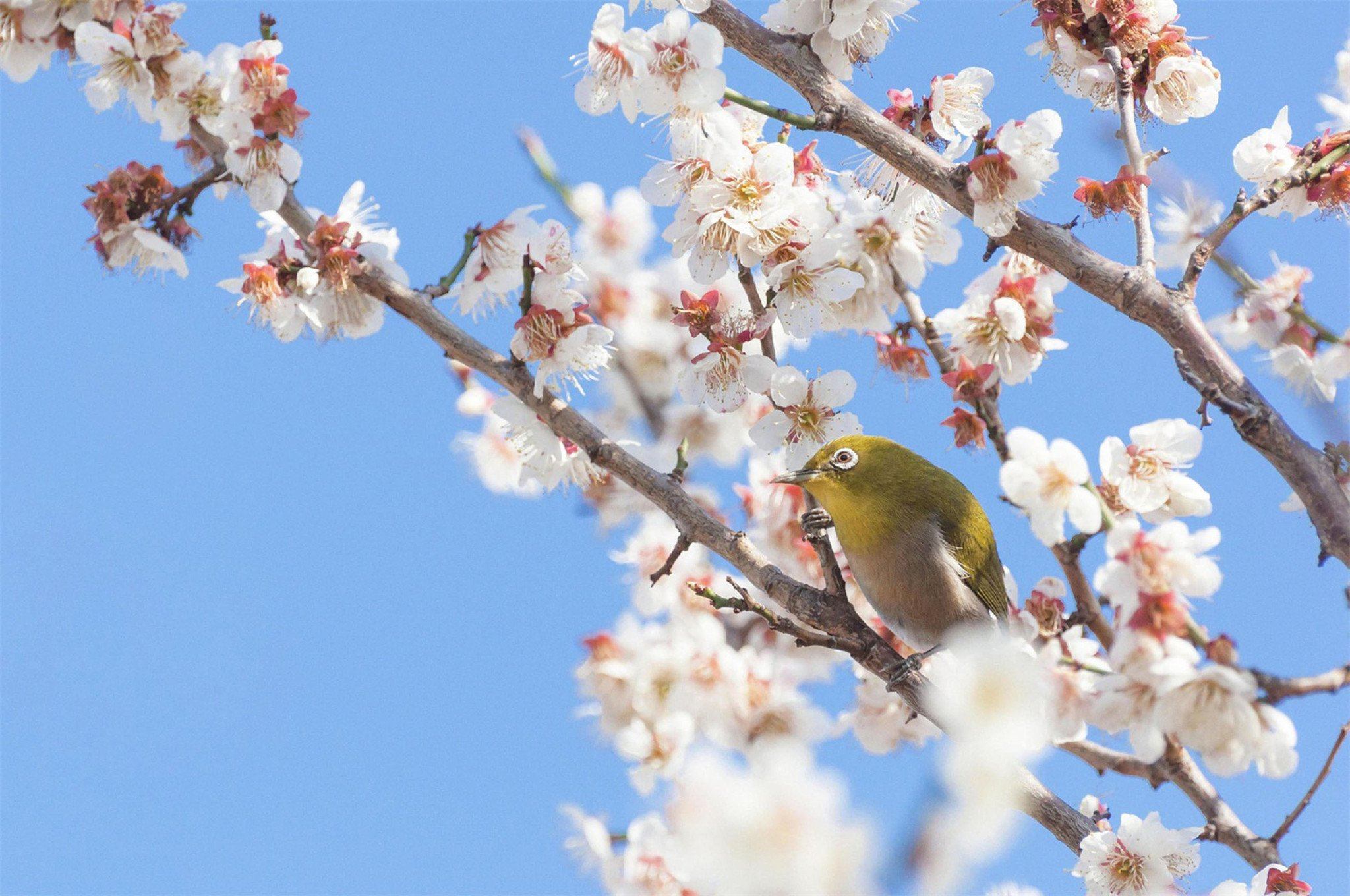 Flowering Tree Bird Wallpaper AJ Wallpaper