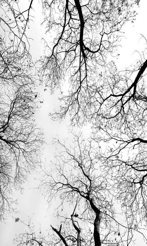 Bare Trees Top Wallpaper AJ Wallpaper 2