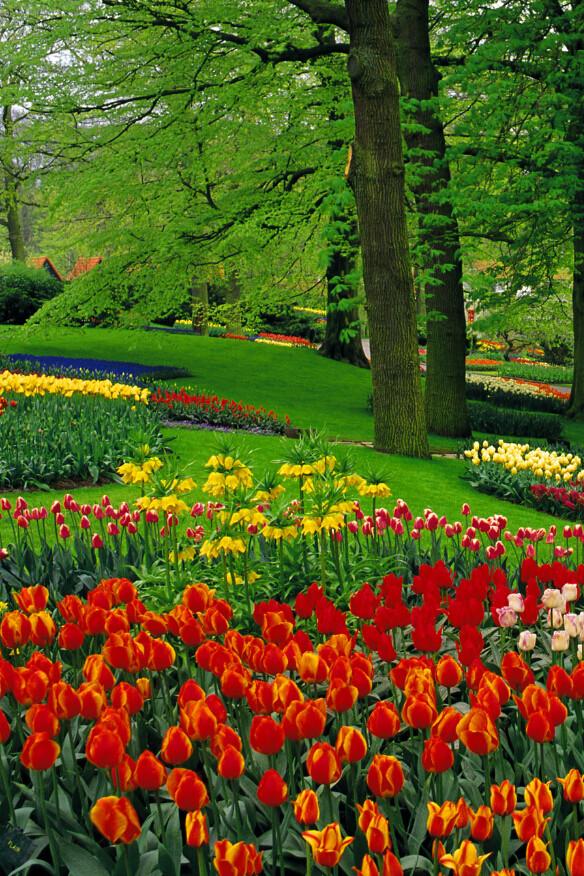 Flowers Garden Wallpaper AJ Wallpaper