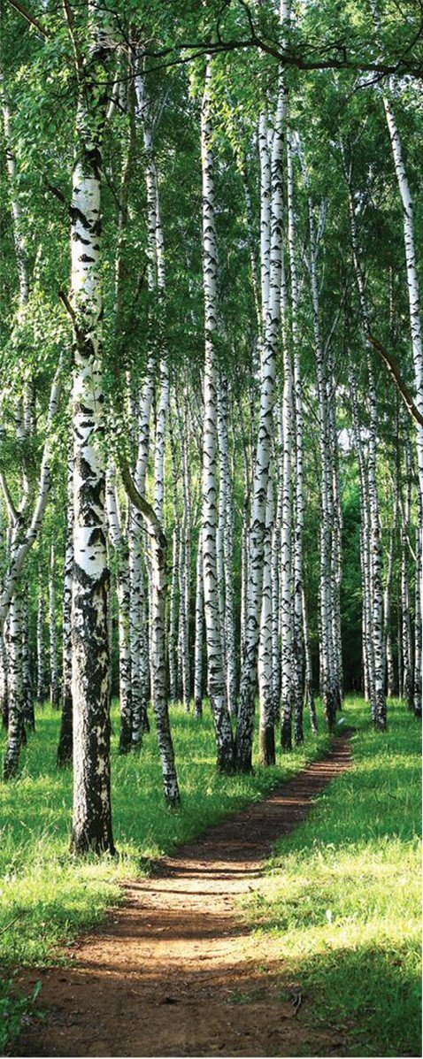 3D dirt road in the woods door mural Wallpaper AJ Wallpaper