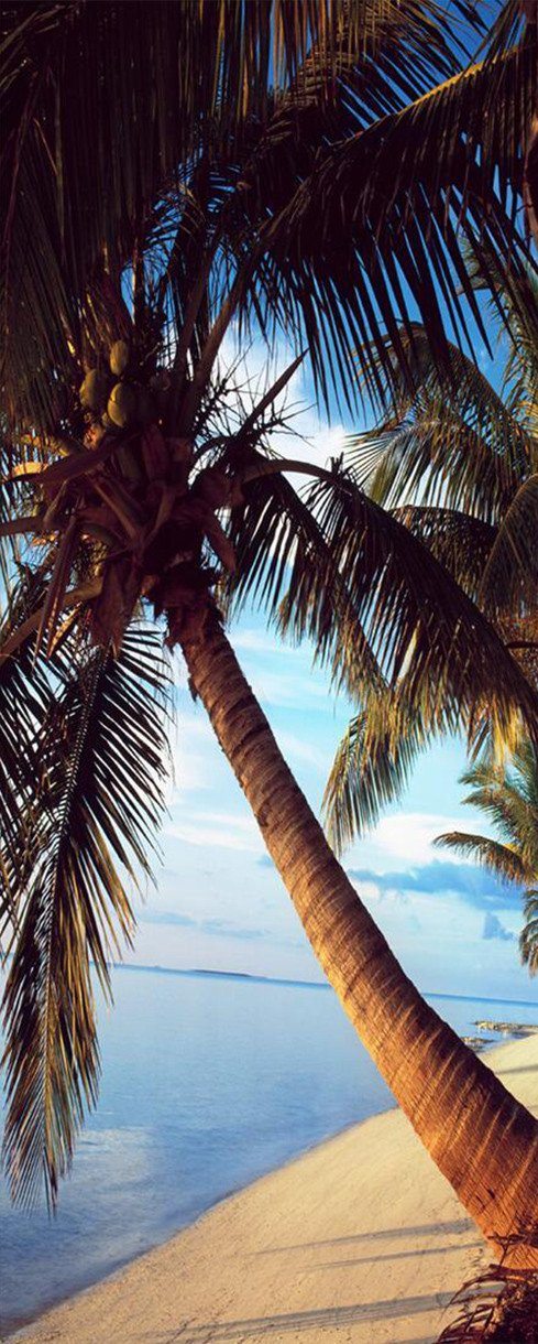 3D palm tree door mural Wallpaper AJ Wallpaper