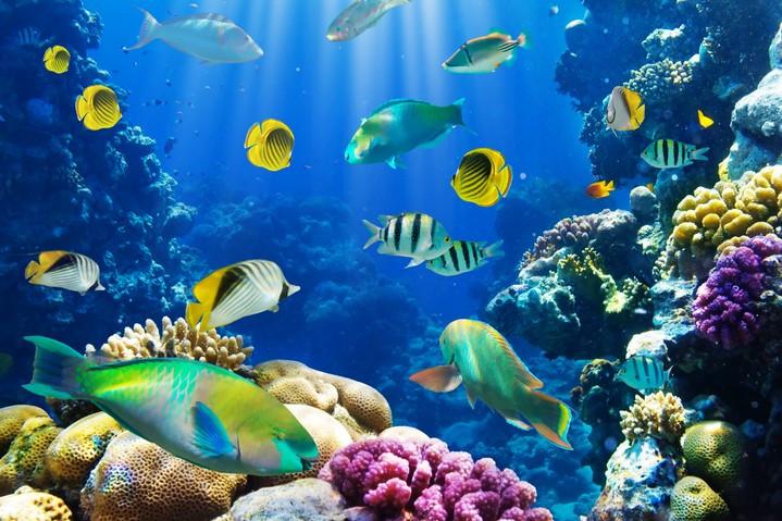 Colorful Fishes Wallpaper AJ Wallpaper
