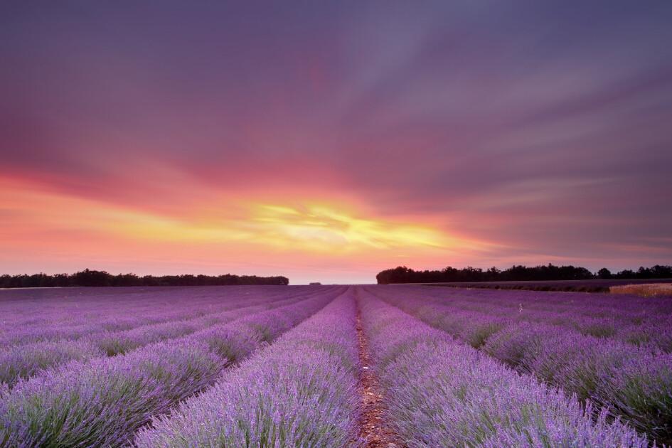Lavender Fields Sunset Wallpaper AJ Wallpaper 2