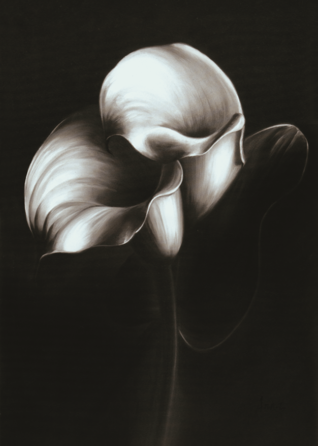 Seductive Flowers Wallpaper AJ Wallpaper