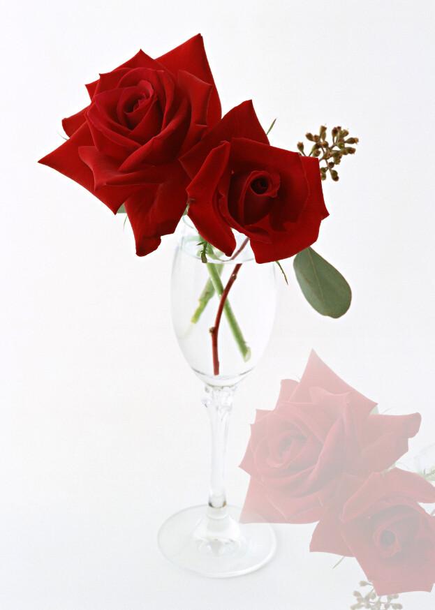 Romantic Red Roses Wallpaper AJ Wallpaper