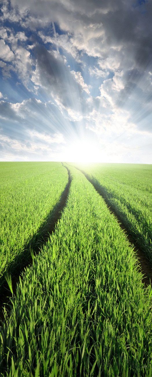 3D paddy field green door mural Wallpaper AJ Wallpaper