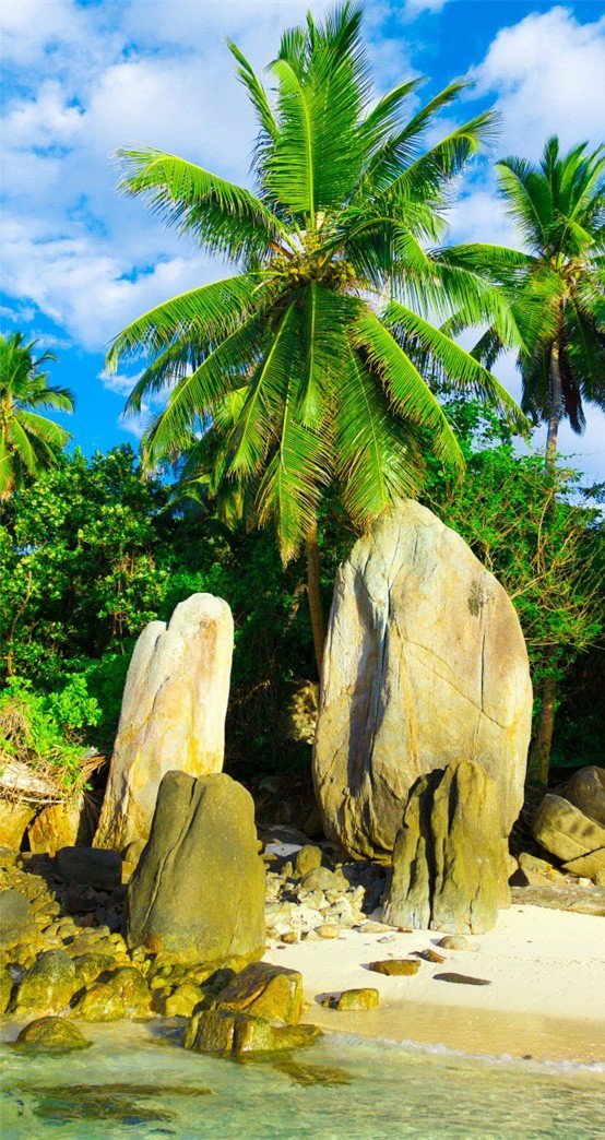 3D rockery palm tree stone door mural Wallpaper AJ Wallpaper